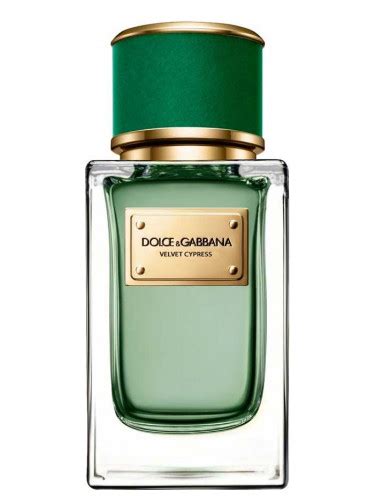 dolce gabbana velvet cypress prix|dolce and gabbana unisex perfume.